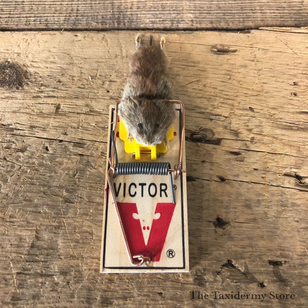 Mouse Trap Novelty Mount For Sale #19891 @ The Taxidermy Store