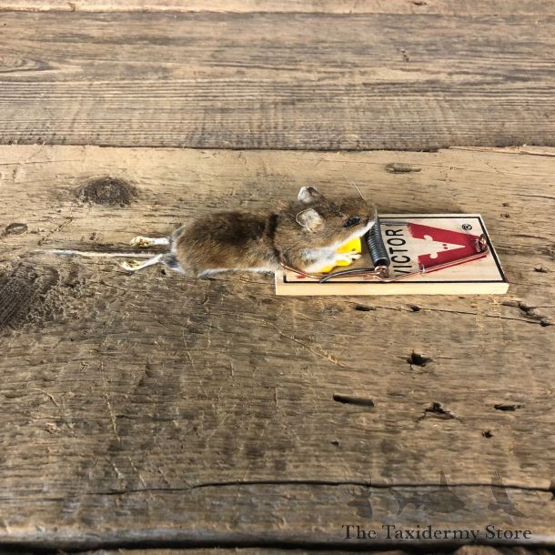 Mouse Trap Life-Size Mount For Sale #19896 @ The Taxidermy Store