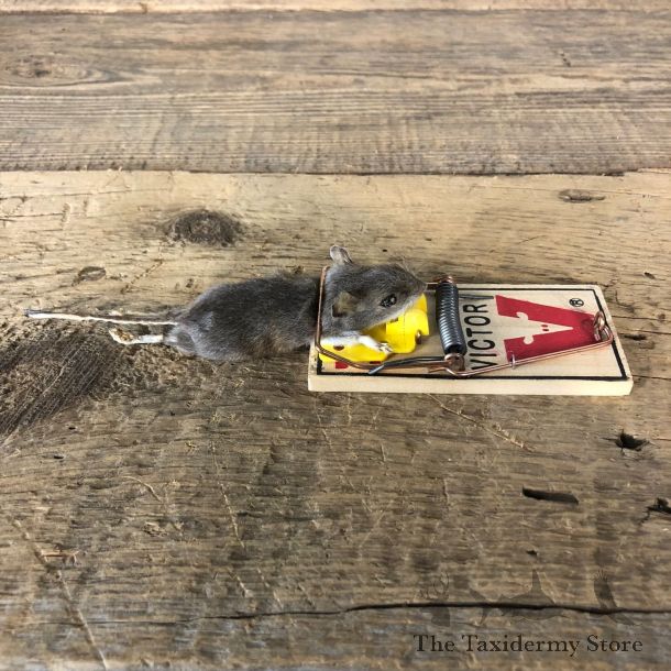 Mouse Trap Novelty Mount For Sale #19897 @ The Taxidermy Store