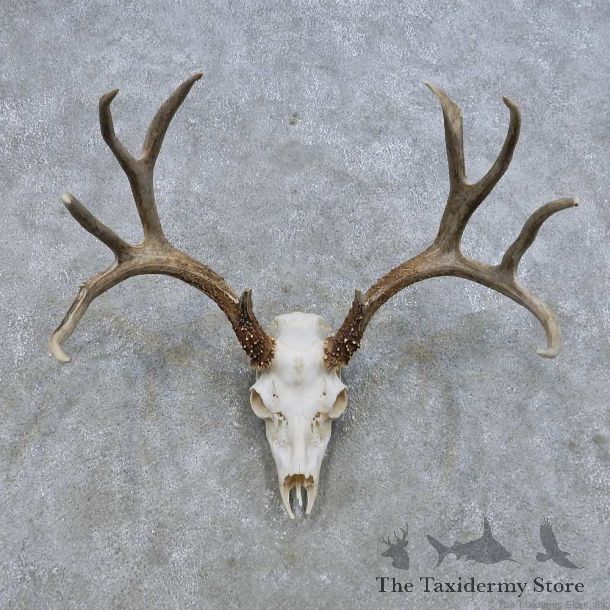 Mule Deer Skull European Mount For Sale #14649 @ The Taxidermy Store