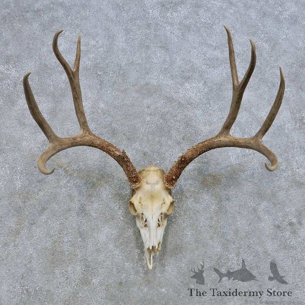 Mule Deer Skull European Mount For Sale #14651 @ The Taxidermy Store