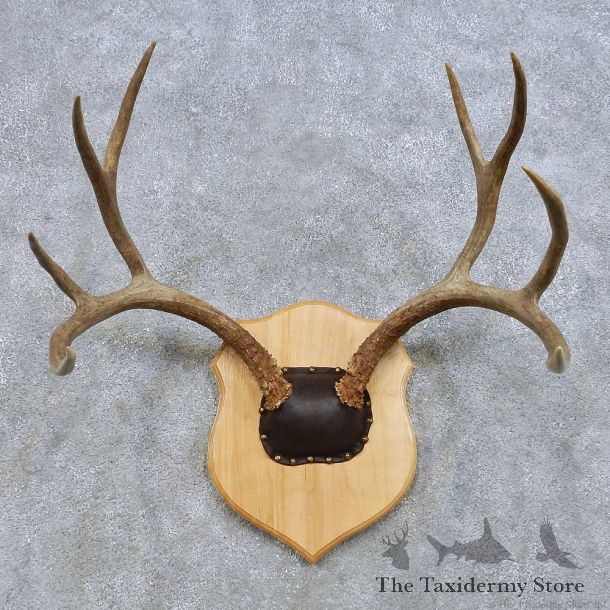 Mule Deer Antler Mount For Sale #14655 @ The Taxidermy Store
