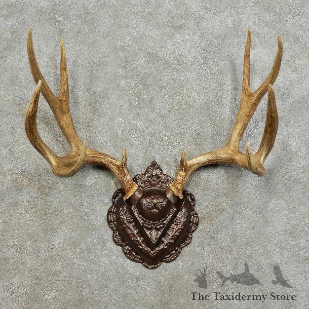 Mule Deer Antler Plaque For Sale #15988 @ The Taxidermy Store