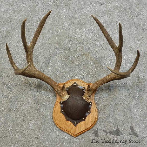 Mule Deer Antler Plaque For Sale #15989 @ The Taxidermy Store