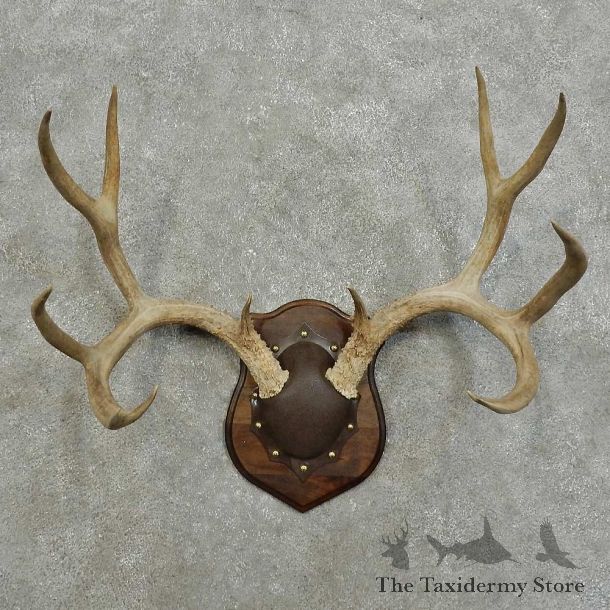 Mule Deer Antler Plaque For Sale #15992 @ The Taxidermy Store
