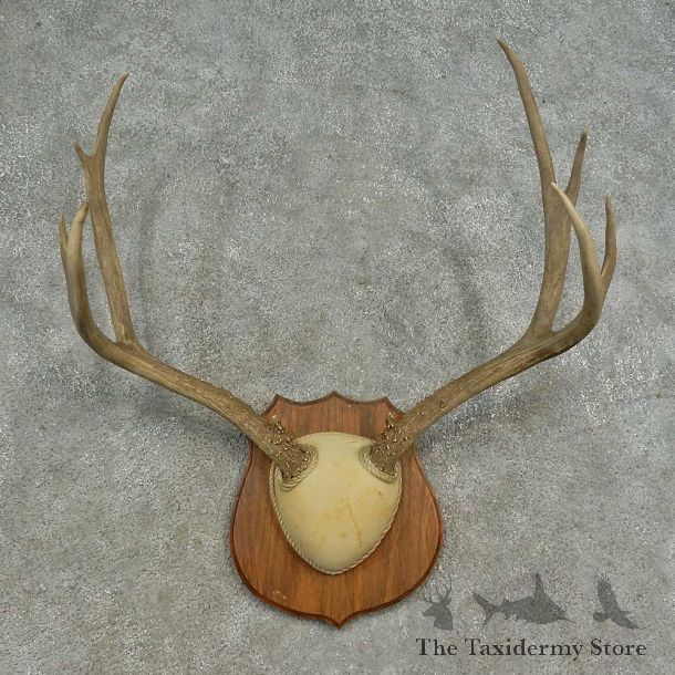 Mule Deer Skull European Mount For Sale #16623 @ The Taxidermy Store