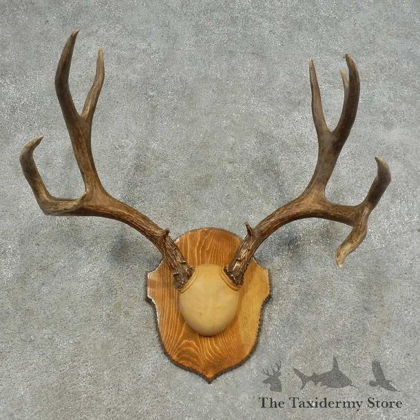 Mule Deer Skull European Mount For Sale #16624 @ The Taxidermy Store