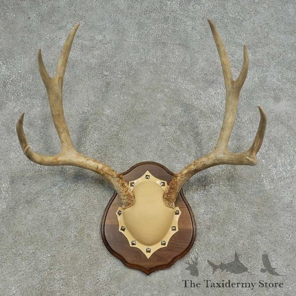 Mule Deer Skull European Mount For Sale #16626 @ The Taxidermy Store
