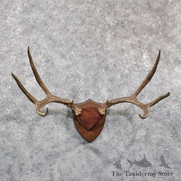 Mule Deer Antler Mount #11588 - For Sale @ The Taxidermy Store
