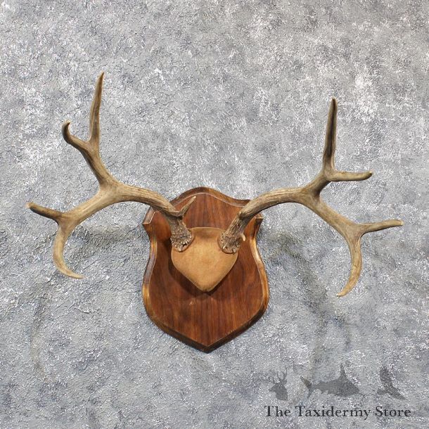 Mule Deer Antler Mount #11612 - For Sale @ The Taxidermy Store