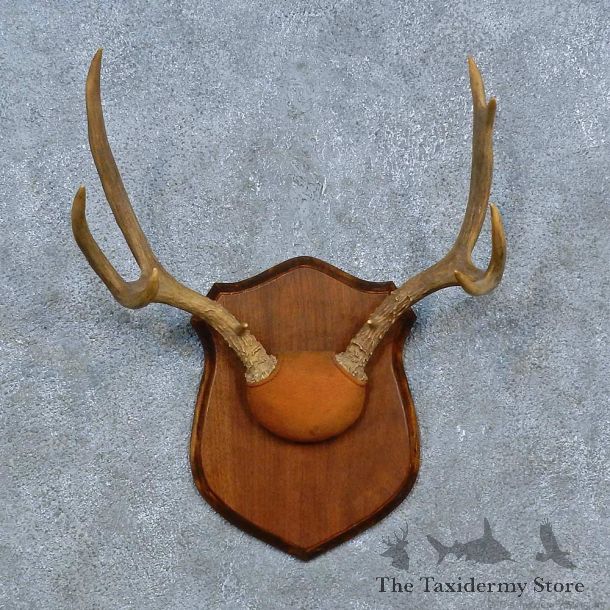 Whitetail Deer Antler Plaque Mount For Sale #15437 @ The Taxidermy Store
