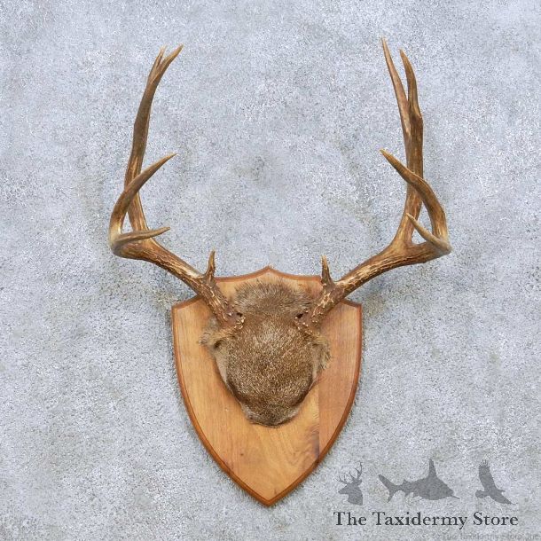 Mule Deer Antler Plaque Taxidermy Mount For Sale #13950 For Sale @ The Taxidermy Store