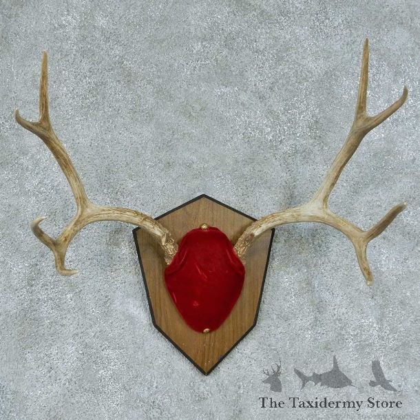 Mule Deer Antler Mount #13452 For Sale @ The Taxidermy Store