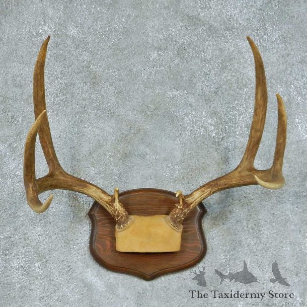 Mule Deer Taxidermy Antler Mount #13454 For Sale @ The Taxidermy Store