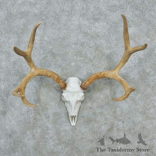 Mule Deer Skull & Horn European Taxidermy Mount #12841 For Sale @ The Taxidermy Store