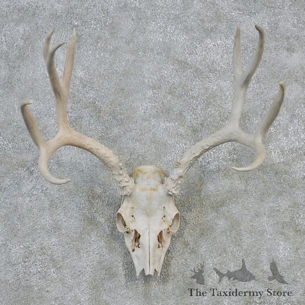 Mule Deer Taxidermy Antler Plaque Mount #12622 For Sale @ The Taxidermy Store