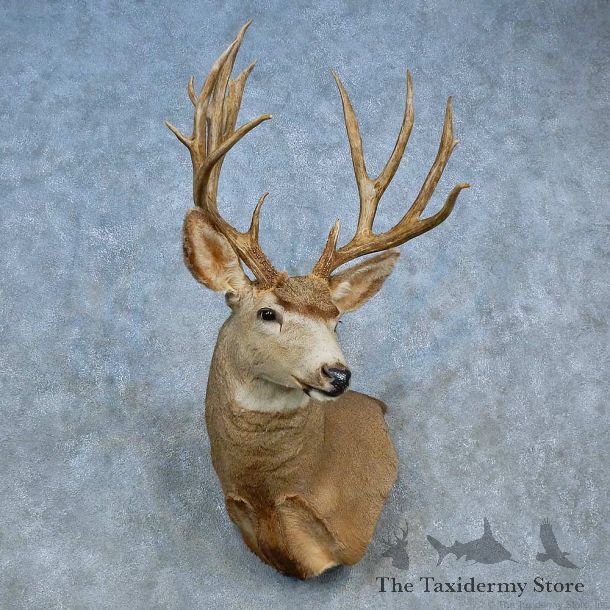 Mule Deer Shoulder Mount For Sale #15459 @ The Taxidermy Store
