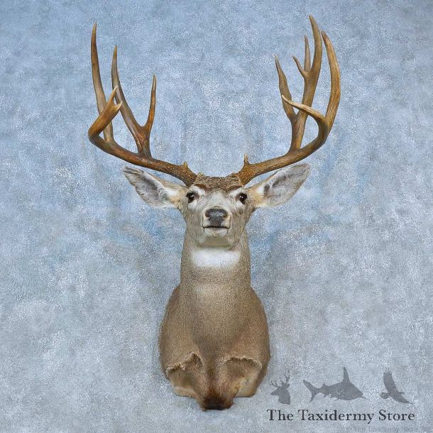 Mule Deer Shoulder Mount For Sale #15460 @ The Taxidermy Store
