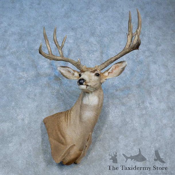 Mule Deer Shoulder Mount For Sale #15463 @ The Taxidermy Store