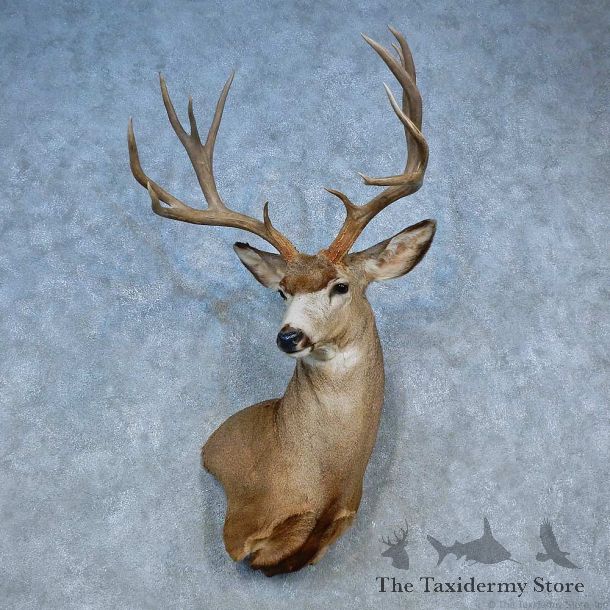 Mule Deer Shoulder Mount For Sale #15464 @ The Taxidermy Store