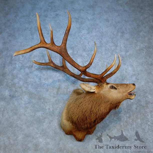 Rocky Mountain Elk Shoulder Mount For Sale #15512 @ The Taxidermy Store