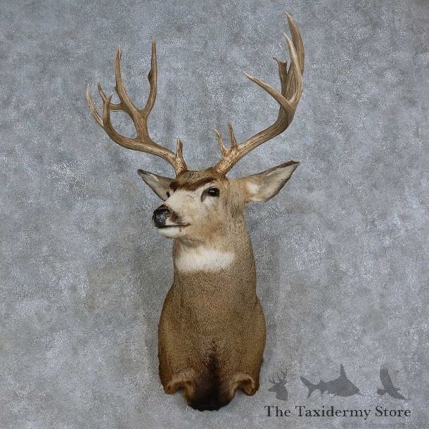 Mule Deer Shoulder Mount For Sale #15706 @ The Taxidermy Store