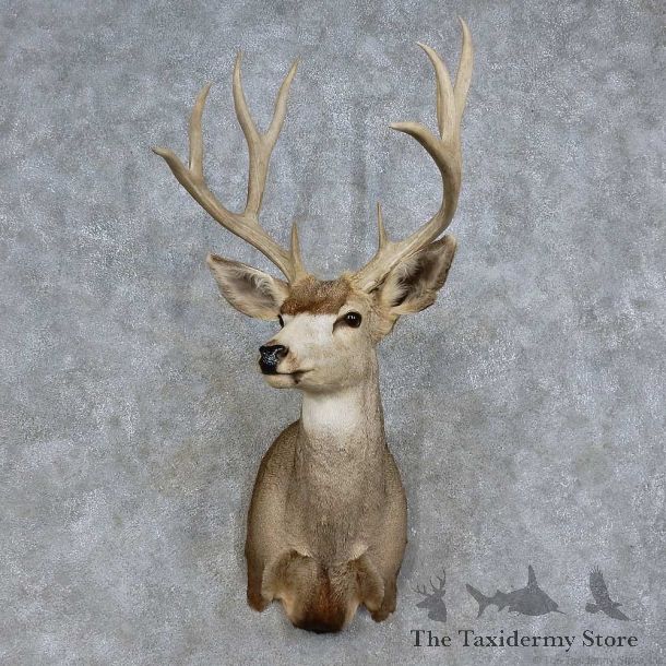 Mule Deer Shoulder Mount For Sale #15707 @ The Taxidermy Store
