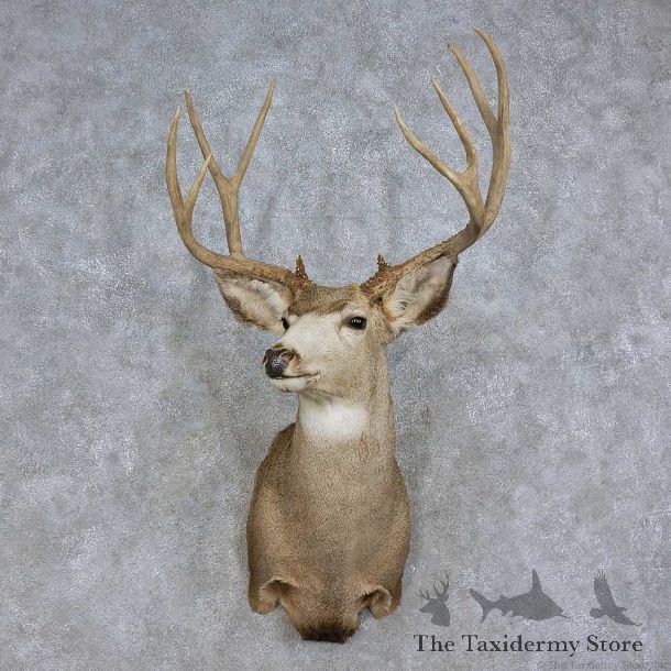 Mule Deer Shoulder Mount For Sale #15709 @ The Taxidermy Store