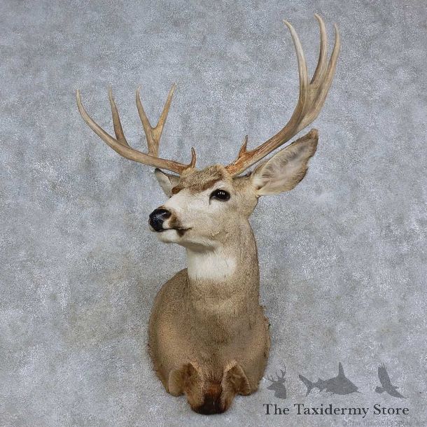 Mule Deer Shoulder Mount For Sale #15714 @ The Taxidermy Store