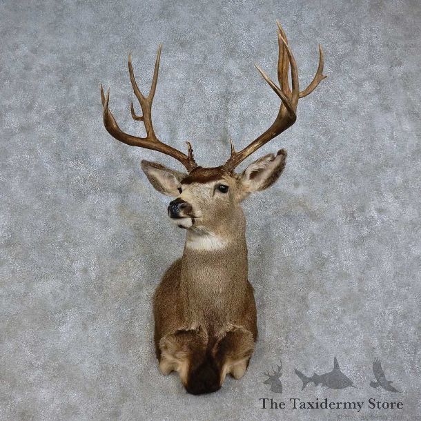 Mule Deer Shoulder Mount For Sale #15715 @ The Taxidermy Store