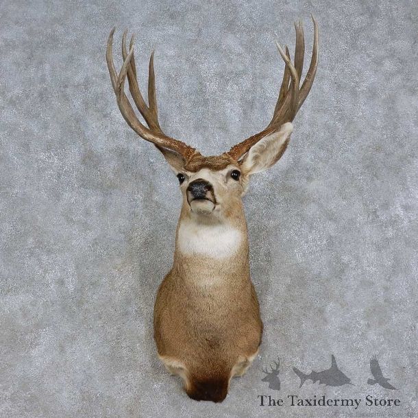 Mule Deer Shoulder Mount For Sale #15716 @ The Taxidermy Store