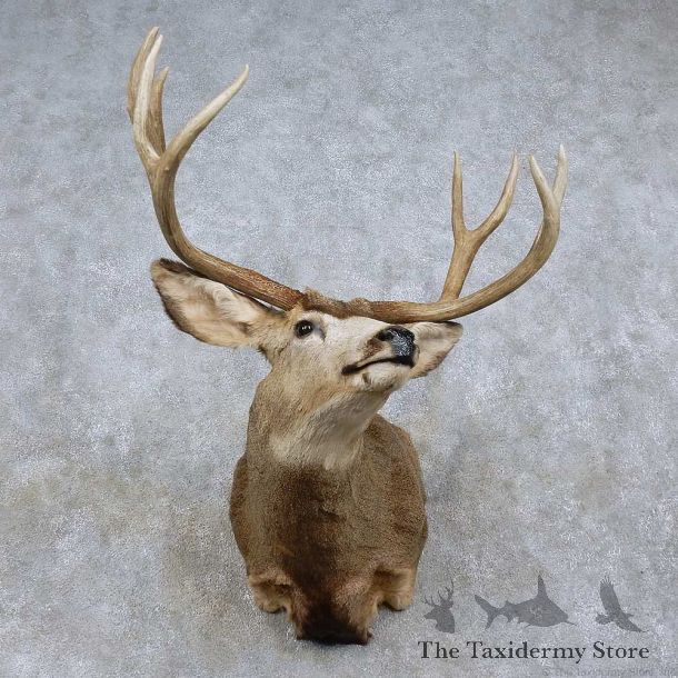 Mule Deer Shoulder Mount For Sale #15718 @ The Taxidermy Store