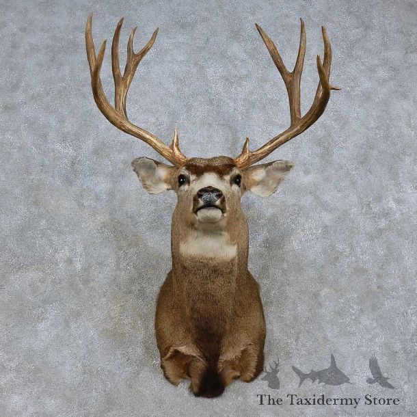Mule Deer Shoulder Mount For Sale #15719 @ The Taxidermy Store