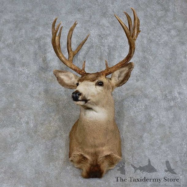 Mule Deer Shoulder Mount For Sale #15721 @ The Taxidermy Store