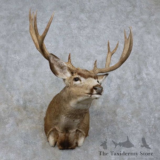 Mule Deer Shoulder Mount For Sale #15723 @ The Taxidermy Store