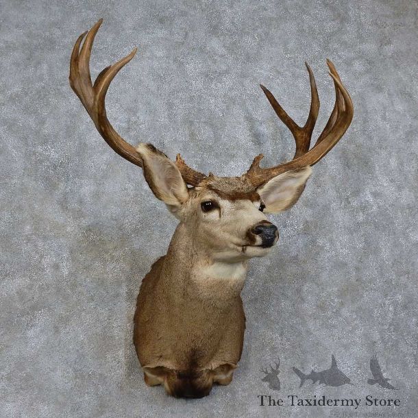 Mule Deer Shoulder Mount For Sale #15728 @ The Taxidermy Store