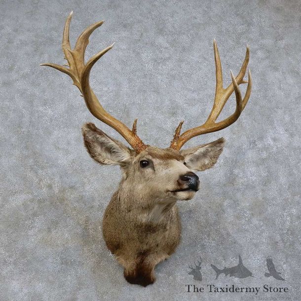 Mule Deer Shoulder Mount For Sale #15729 @ The Taxidermy Store