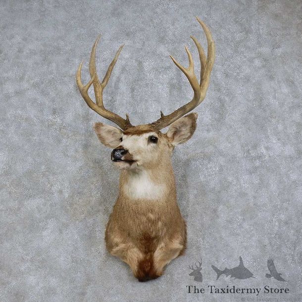 Mule Deer Shoulder Mount For Sale #15730 @ The Taxidermy Store