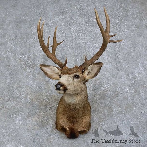 Mule Deer Shoulder Mount For Sale #15731 @ The Taxidermy Store