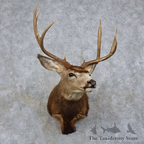 Mule Deer Shoulder Mount For Sale #15732 @ The Taxidermy Store