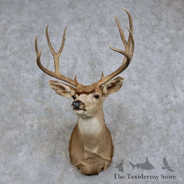 Mule Deer Shoulder Mount For Sale #15733 @ The Taxidermy Store