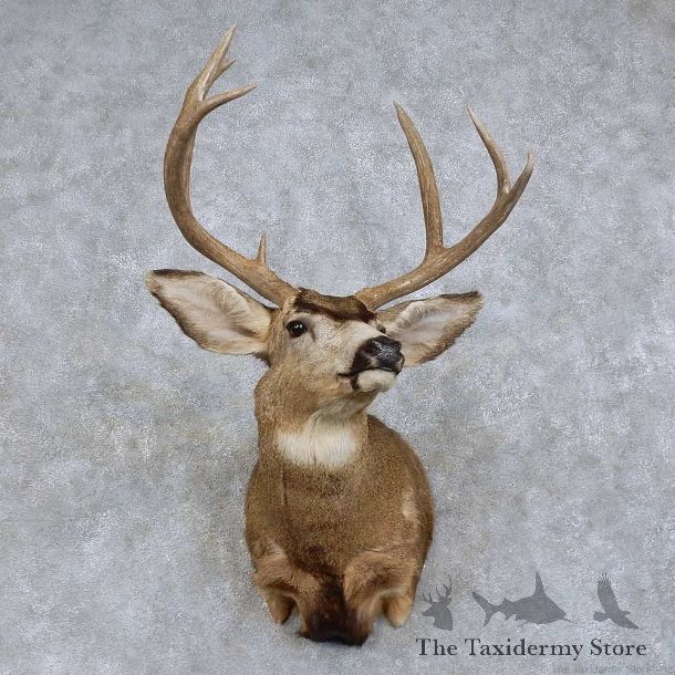 Mule Deer Shoulder Mount For Sale #15734 @ The Taxidermy Store