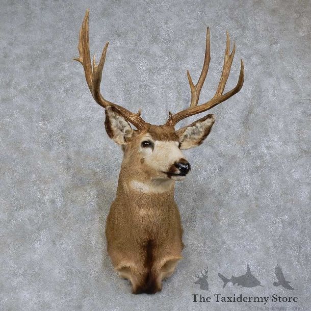 Mule Deer Shoulder Mount For Sale #15738 @ The Taxidermy Store