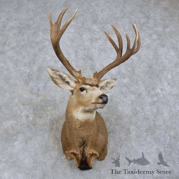 Mule Deer Shoulder Mount For Sale #15739 @ The Taxidermy Store
