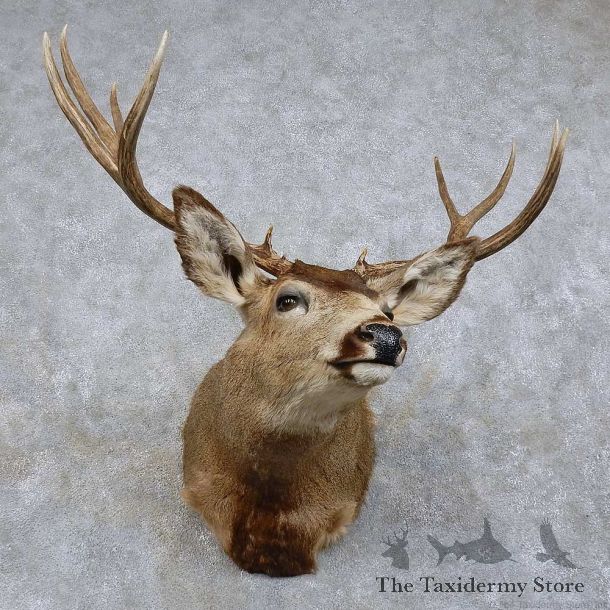 Mule Deer Shoulder Mount For Sale #15740 @ The Taxidermy Store