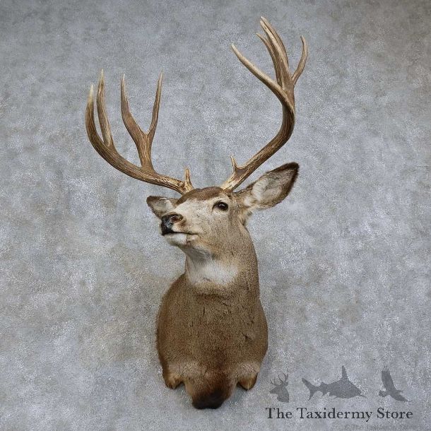 Mule Deer Shoulder Mount For Sale #15741 @ The Taxidermy Store