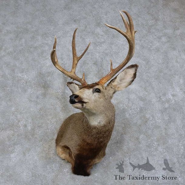 Mule Deer Shoulder Mount For Sale #15742 @ The Taxidermy Store