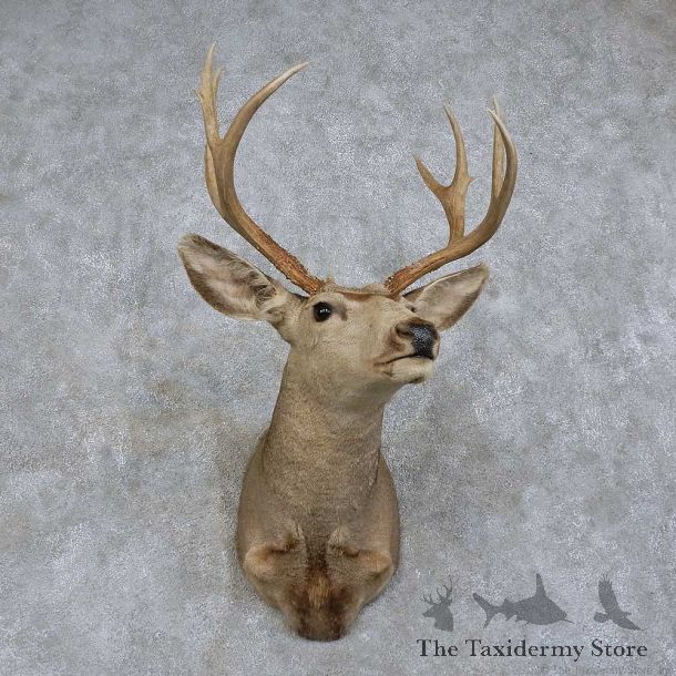 Mule Deer Shoulder Mount For Sale #15744 @ The Taxidermy Store