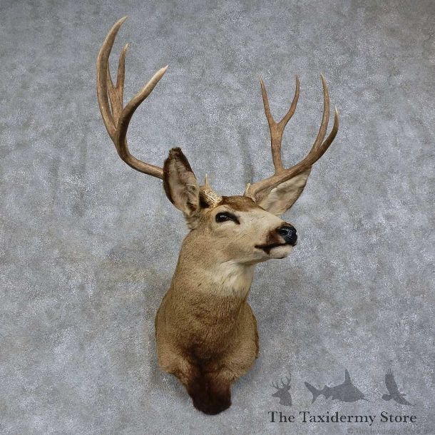 Mule Deer Shoulder Mount For Sale #15745 @ The Taxidermy Store