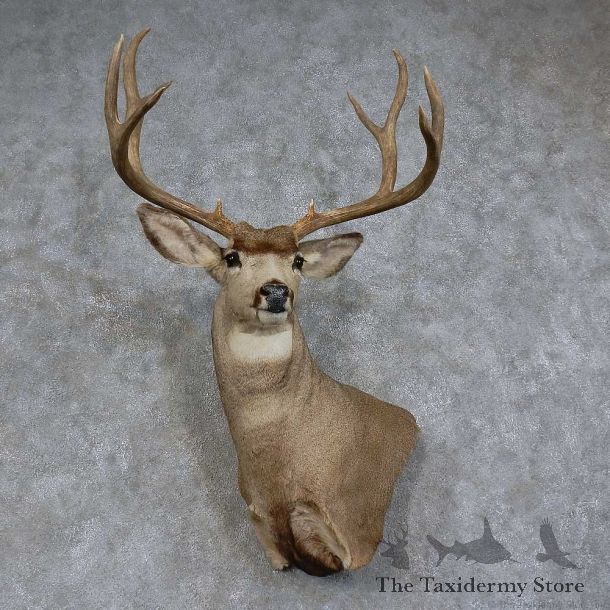 Mule Deer Shoulder Mount For Sale #15746 @ The Taxidermy Store